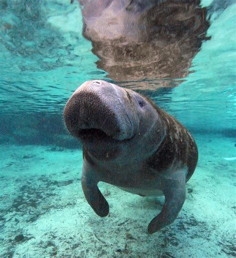 There are no manatees in armenia. Swim with Manatees - Crystal River Watersports