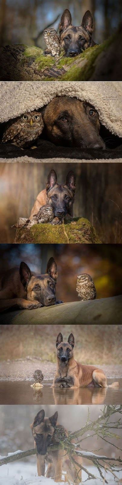 The Unlikely Friendship Of A Dog And An Owl Animals