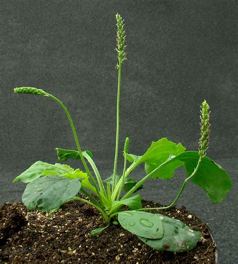 Broad Leaved Plantain Weed Identification Guide For Ontario Crops