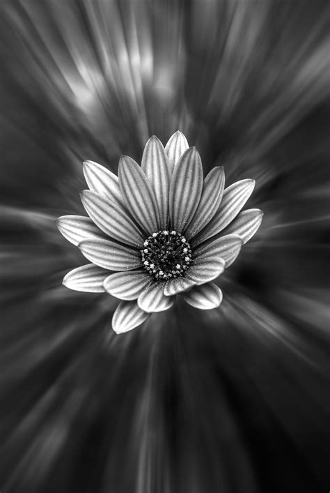 Free Stock Photo Of Black And White Blossom Flower