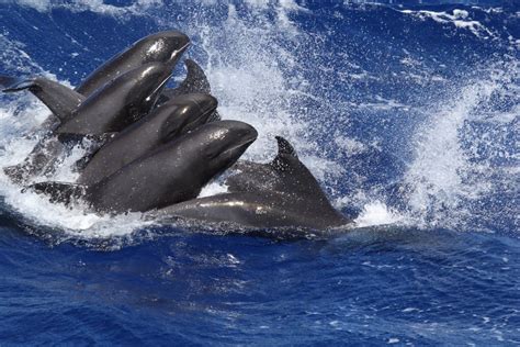 Whale Dolphin Hybrid