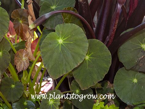Begonia Acetosa Plants To Grow Plants Database By Paul S Drobot