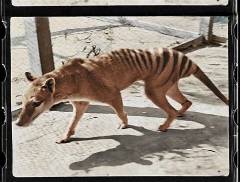 Tasmanian Tiger Resurrection How Scientists Plan To De Extinct The