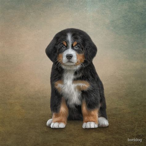 Drawing Puppy Bernese Mountain Dog By Bonidog Redbubble