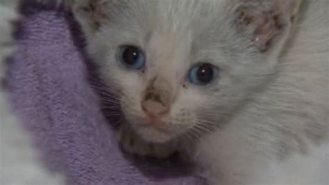 Butch The Kitten Survives 38 Mile Ride Wedged Under Car Huffpost