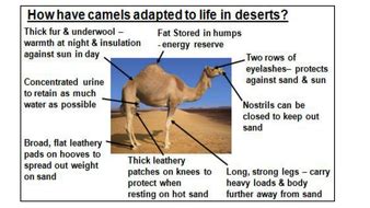 And since all that nutritious fat is what fills the hump out, when a camel fasts for long periods, its hump can hare: Desert survival - Complete scheme of work with resources ...