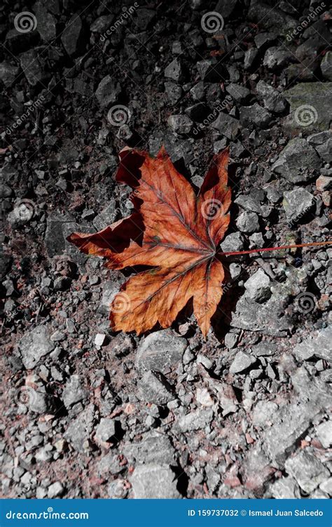 Brown Dry Leaves On The Ground In Autumn Stock Photo Image Of Season