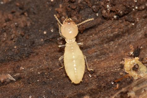 Termite Trivia What You Dont Know About Different Types Of Termites