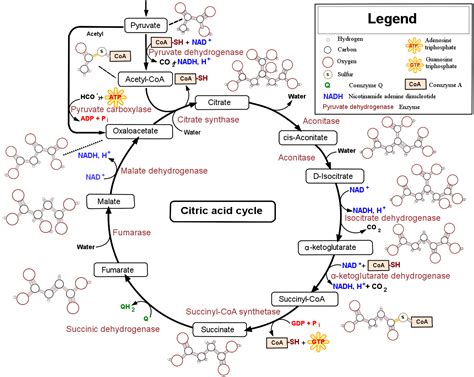 Citric acid cycle | Wiki | Everipedia