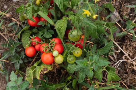 Pruning Determinate Bush Tomatoes Dont Skip This