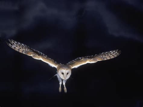 Barn Owl In Flight At Night Photographic Print