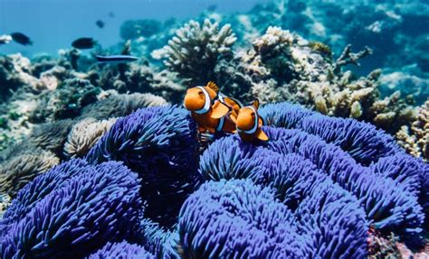 The 5 Largest Coral Reefs In The World Travelontv