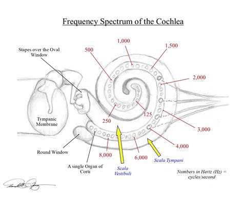 Hearing And The Inner Workings Of The Cochlea