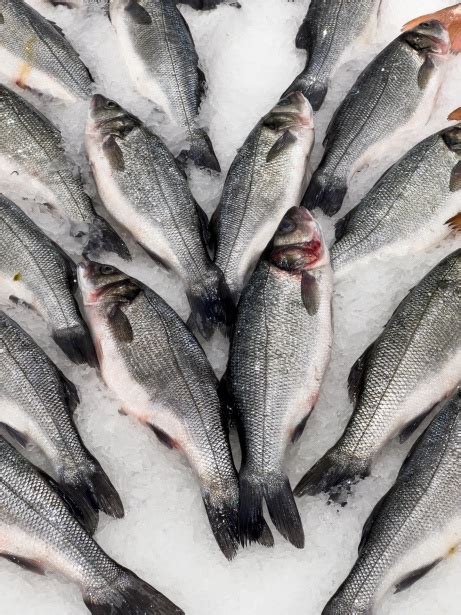 Fresh Fish On Ice Free Stock Photo Public Domain Pictures