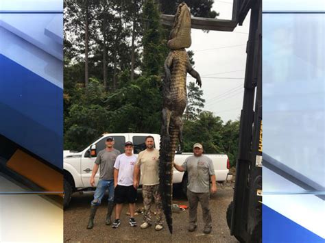 Gigantic Alligator Breaks Record In Mississippi