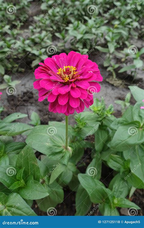 Double Flower Of Magenta Colored Zinnia Elegans Stock Photo Image Of