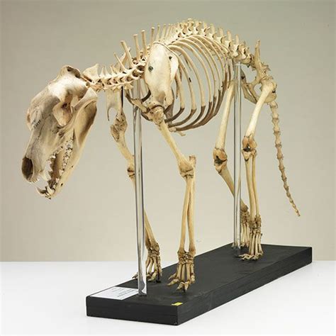 Fish Skeleton Skeleton Bones Skull And Bones Animal Skeletons