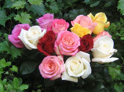 Beautiful Color Roses Wallpaper 18577527 Fanpop