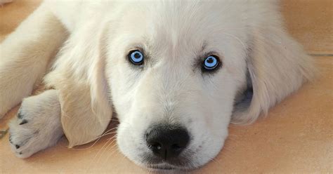 The Truth About Golden Retrievers With Blue Eyes With Pictures