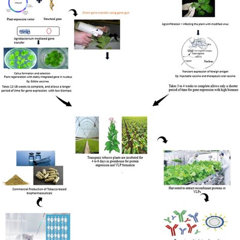 Production Of Tobacco Based Biopharmaceuticals Download Scientific Diagram