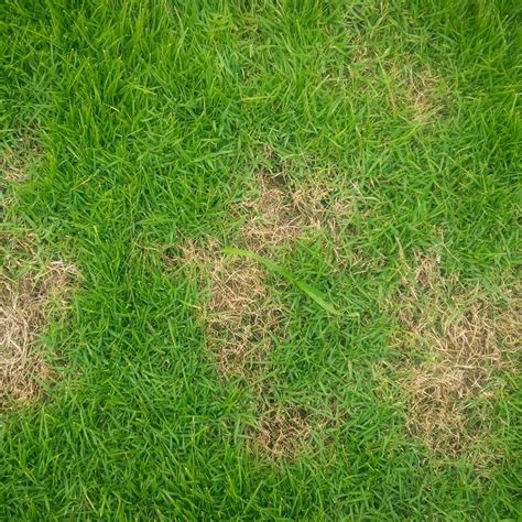 Treating Common Lawn Diseases Cardinal Lawns