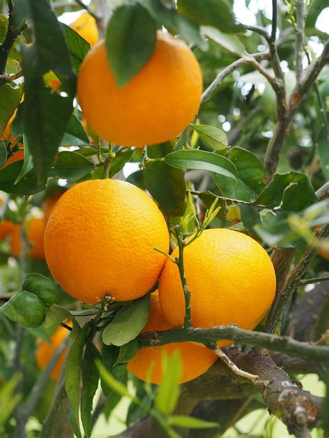 Hd Wallpaper Oranges Fruits Orange Tree Citrus Fruits Leaves