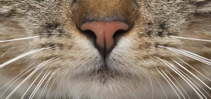 A very troubling feeling indeed. 7 Cool Facts About Your Cat's Whiskers - Catster