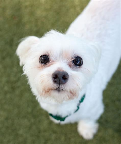 Meet Gizmo This Patootie Is An 8 Year Old Maltese Who Weighs In At A