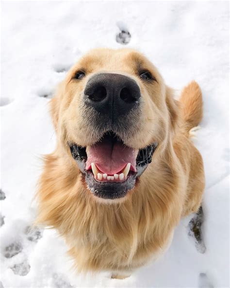 Gorgeous Golden Retriever Smile | Golden retriever, Golden retriever photography, Dogs golden ...