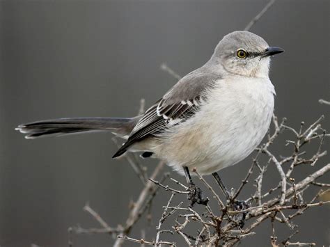 Northern Mockingbird Celebrate Urban Birds