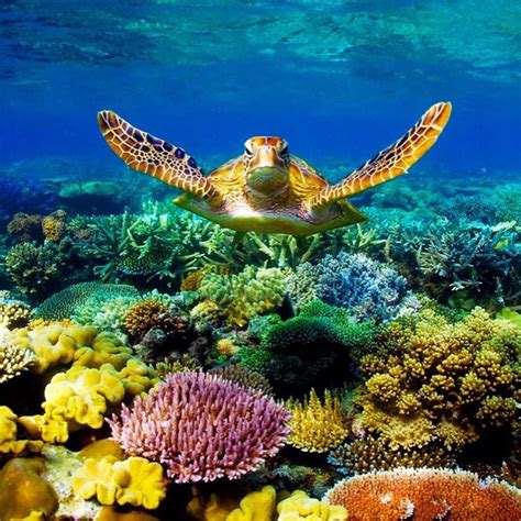 Great Barrier Reef Coral Reef In Queensland Australia The Great Barrier