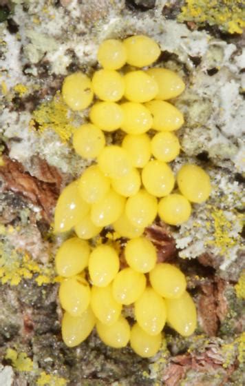 Yellow Eggs On Trunk Of Tree Pic Of Tree Included Bugguidenet