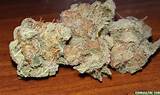 What Is The Best Marijuana Strain In The World Images