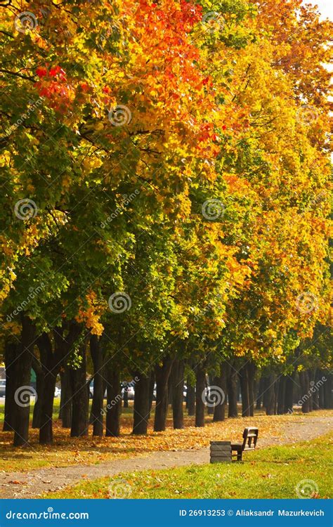 Maple Trees In The Autumn Park Stock Image Image Of Natural Carpet
