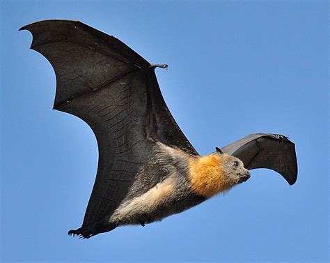 Grey Headed Flying Fox Pteropus Poliocephalus Endemic To South East