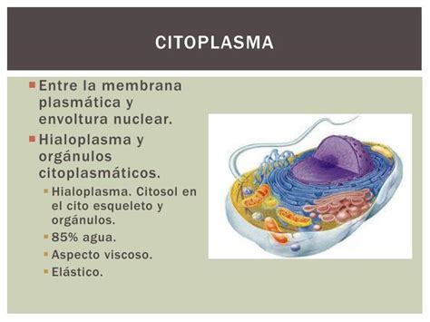 Ppt Organelos CitoplasmÁticos Y Sus Enfermedades Relacionadas