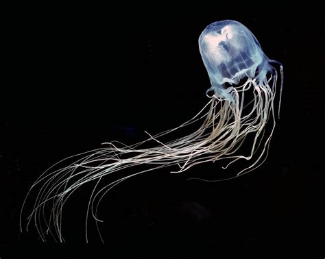 Irukandji Jellyfish Carukia Barnesi One Of The Smallest 1 Cm3 And