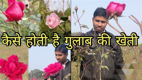 गुलाब की खेती और पैदावार Rose Farming Youtube