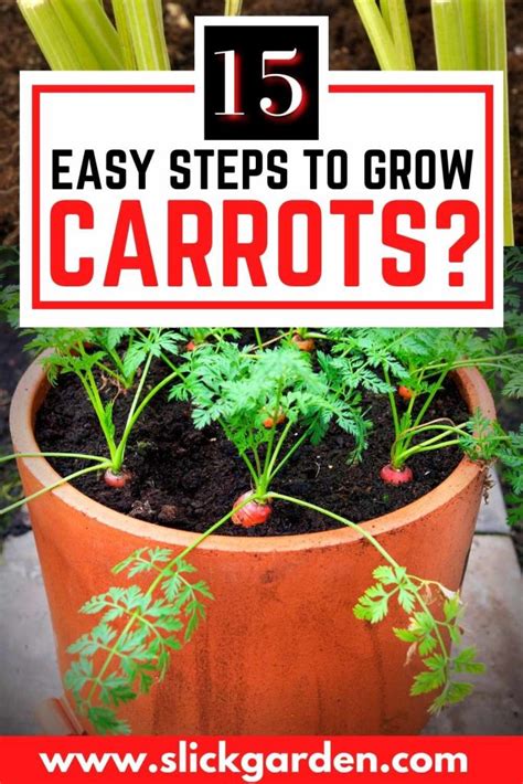 Growing Carrots In Containers Slick Garden