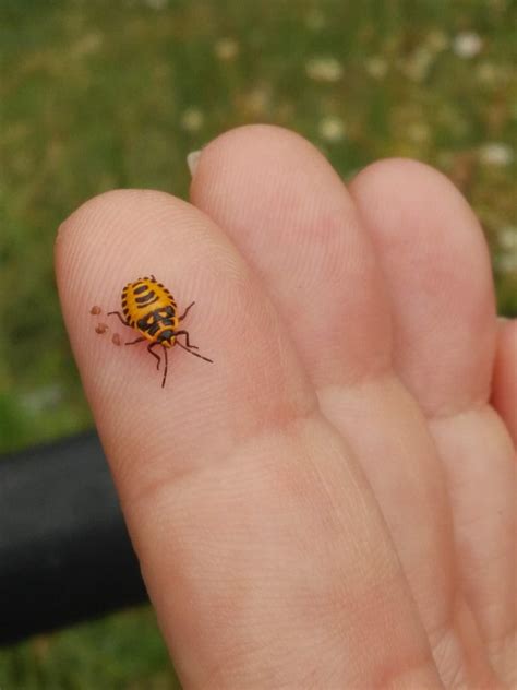 Yellow Beetle In My Garden Never Seen One Before Rmildlyinteresting
