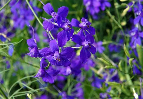 Larkspur Flower Meaning Unveiling Cultural Stories Myths And