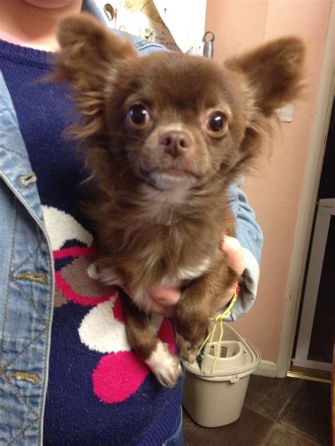 Rey belongs to nick klein. chihuahua chocolate longcoat kc reg STUD ONLY | Totnes ...