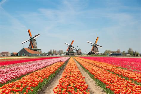 An Aerial View On Tulip Fields Netherlands BeAmazed