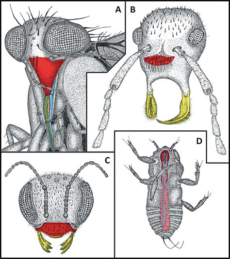 12 Insect Mouthpart Diversity Representing A Variety Of Mouthpart Download Scientific Diagram