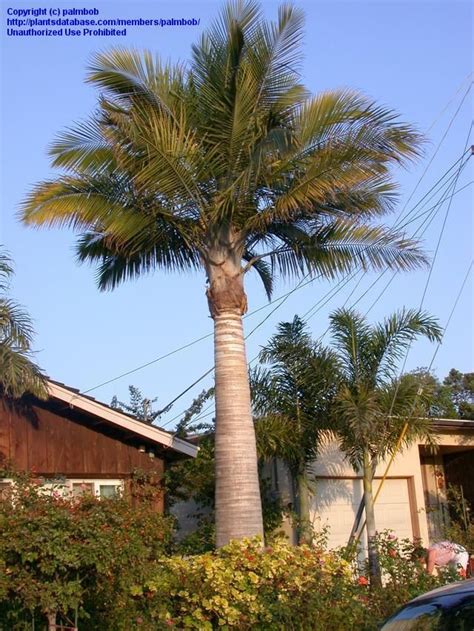 Plantfiles Picture 3 Of Majesty Palm Ravenea Rivularis Majesty