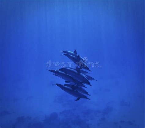 Wild Dolphins In Beautiful Light In The Blue Ocean Stock Photo Image