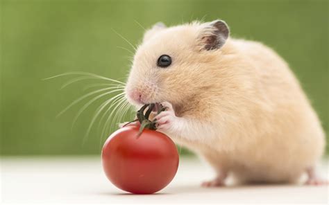 Cute Little Hamster Wallpaper Wallpapers With Hd Resolution