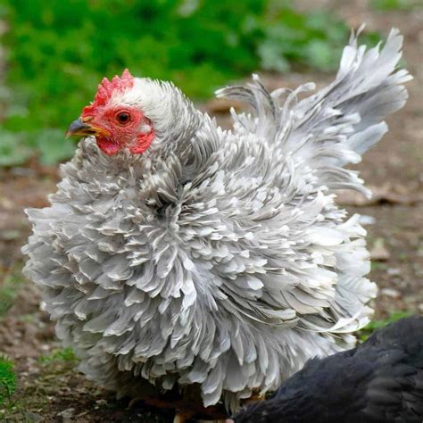 Frizzle Chicken Eggs Height Size And Raising Tips Types Of Chickens Fancy Chickens Chickens