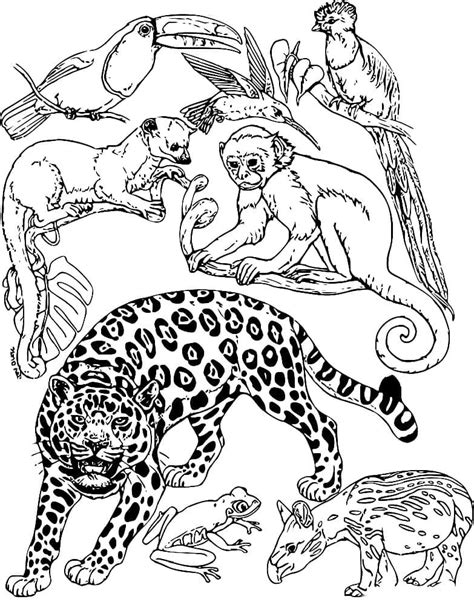 Tropical Rainforest Animals Coloring Pages