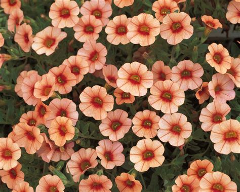 Pauline Jakobsen Peach Colored Flowers For Sale Photography For Sale